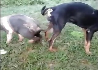 Outdoor bestiality porn
