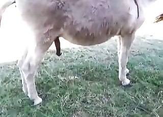 Let's see animals fucking each other