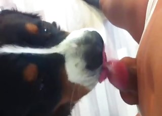 Dude jerking it in front of a dog
