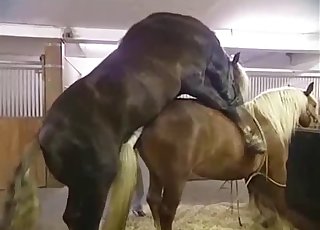 Two horses fuck like crazy, enjoy