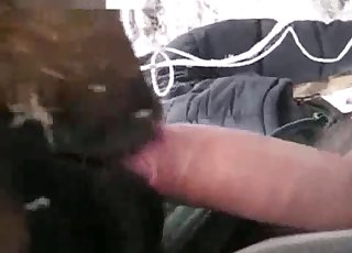 Intense BJ from a kinky animal, zoo XXX