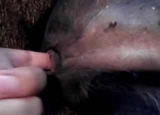 Dog's cute pussy gets fingered hard