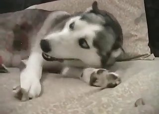 Amazing animal filmed in this amateur zoophilic video