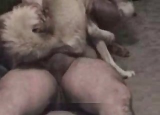 Zoophile is wearing his doggy