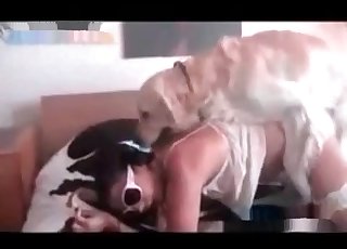 Stunning amateur homemade dog bestiality