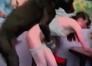 Doberman enjoying rough sex session