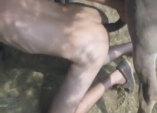 Beauty stallion fucked her tight anal hole